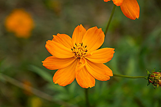 百日菊,步步高