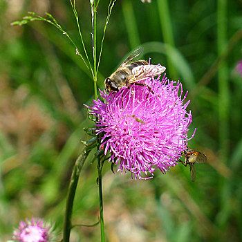 蜜蜂,粉色,花