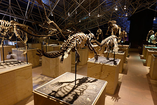 恐龙,化石