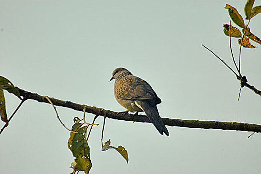 普通,斑点,鸽子,孟加拉,十二月,2007年