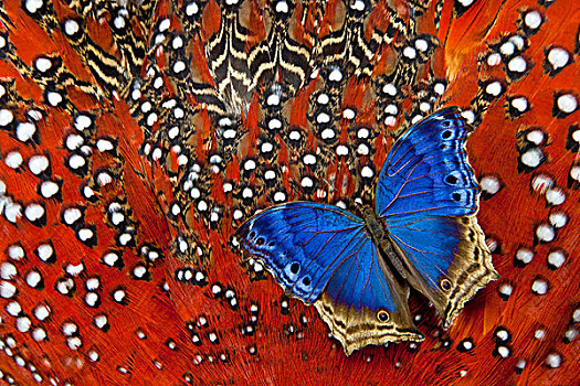蓝色,意大利腊肠,蝴蝶,羽毛,设计