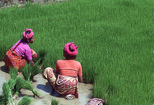 移植,稻米,靠近,波卡拉,尼泊尔