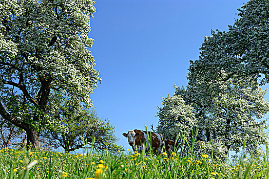 宗塔堡,母牛,花,梨树,树,奥地利,下奥地利州,莫斯托格,区域
