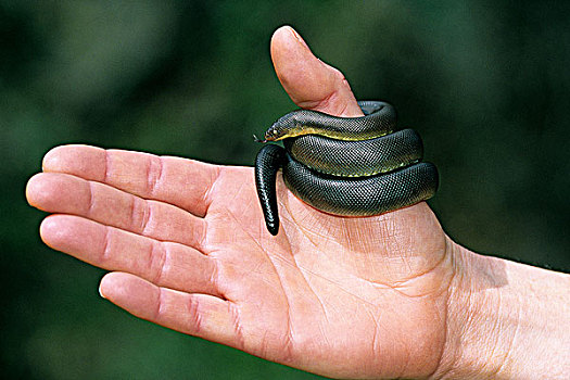 橡胶,蟒蛇,奥克纳根谷,不列颠哥伦比亚省,加拿大