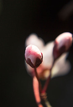 李子花