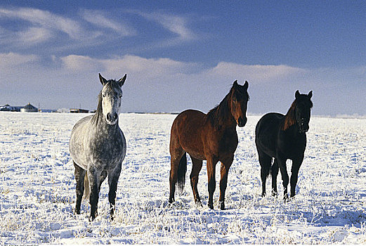 马,站立,地点,冬天