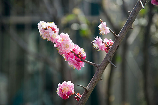 初春时候含苞待放的红梅花