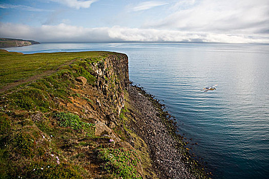 暴风鹱,悬崖,冰岛