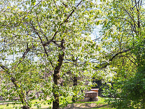 花,樱桃树,城市公园,春天