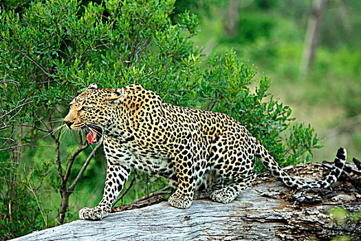 豹,成年,哈欠,萨比萨比酒店,克鲁格国家公园,南非