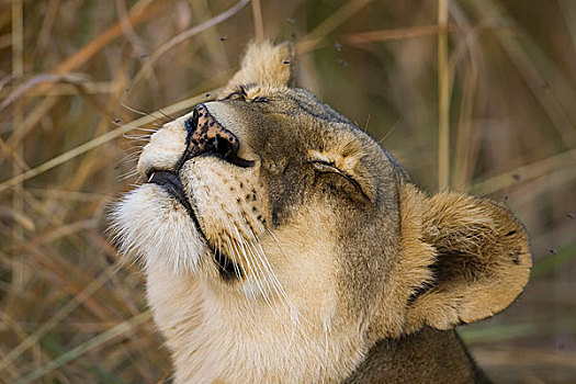 奥卡万戈三角洲,博茨瓦纳,母狮,看,满意