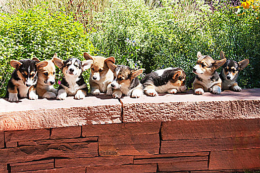 彭布罗克威尔士柯基犬,小狗,排列,石板,墙壁