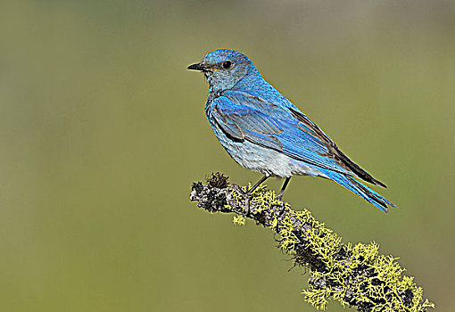 山,蓝知更鸟,德斯舒茨国家森林,俄勒冈,美国