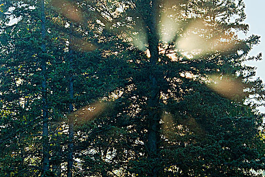 神,光照,日出,云杉,阿尔冈金公园