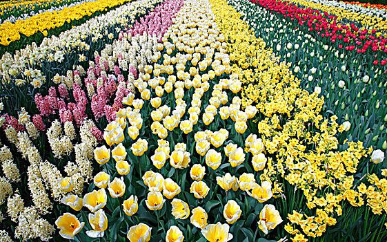 彩色,花坛,春季开花,植物,盛开,郁金香,郁金香属,水仙花,水仙,风信子,库肯霍夫公园,荷兰,欧洲