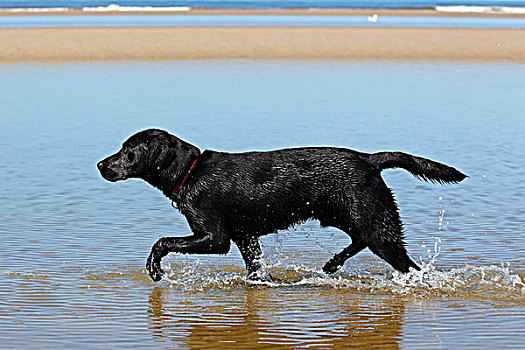 黑色拉布拉多犬,走,海滩,狗