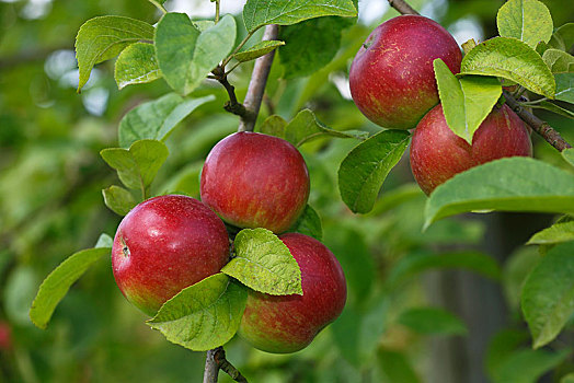 红苹果,苹果树,苹果,品种,德国,欧洲