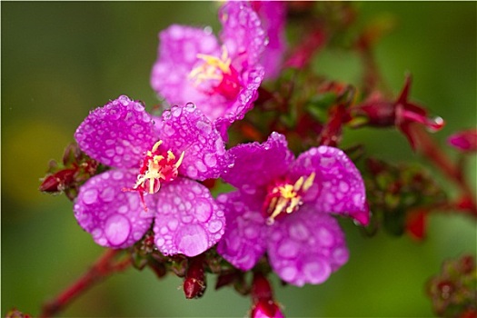 雨滴,花