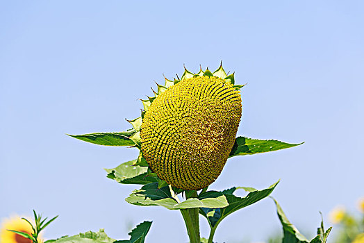 禹王湿地的葵花