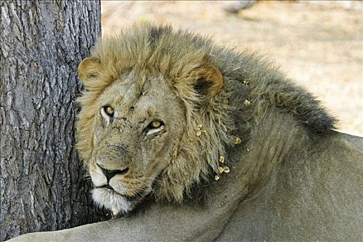 雄性,狮子,莫瑞米,国家公园,野生动植物保护区,奥卡万戈三角洲,博茨瓦纳,非洲