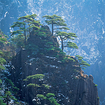 安徽黄山松