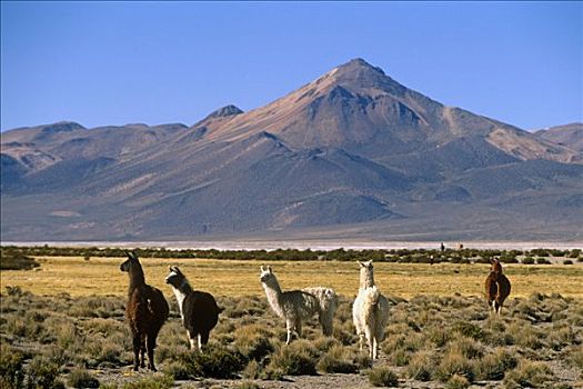智利,盐滩,区域,家,迁徙,火烈鸟,小羊驼,羊驼,美洲驼