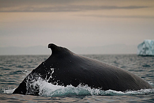 格陵兰,伊路利萨特,驼背鲸,大翅鲸属,鲸鱼,水面,迪斯科湾,靠近,冰山,雅各布港,夏天,晚间