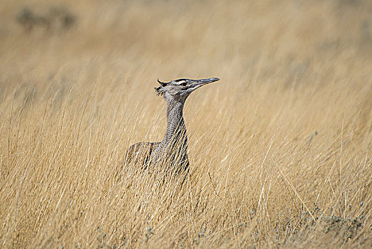 灰颈鹭鸨,高,干草,埃托沙国家公园,纳米比亚,非洲