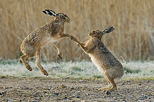 欧洲,野兔,两个,成年人,湿地,岛,英格兰,英国