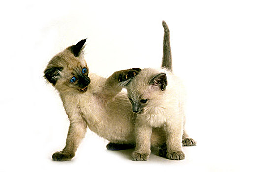 巴厘岛,家猫,小猫,玩,白色背景