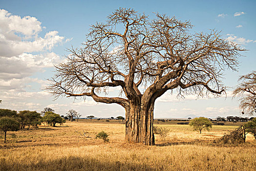 无叶,猴面包树,干燥,季节,塔兰吉雷国家公园,坦桑尼亚