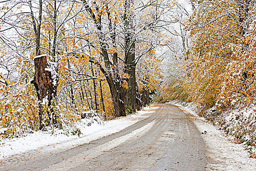 美国,佛蒙特州,积雪,树,上方,土路,秋天