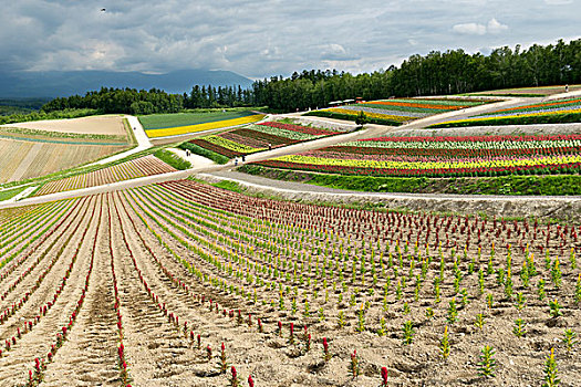 日本北海道美瑛花海