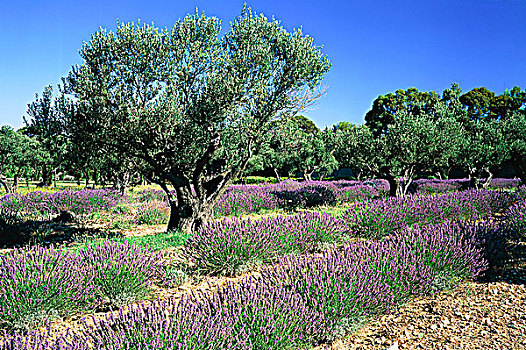 法国,普罗旺斯,薰衣草种植区,橄榄树