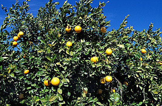 橘树,甜橙,科西嘉岛