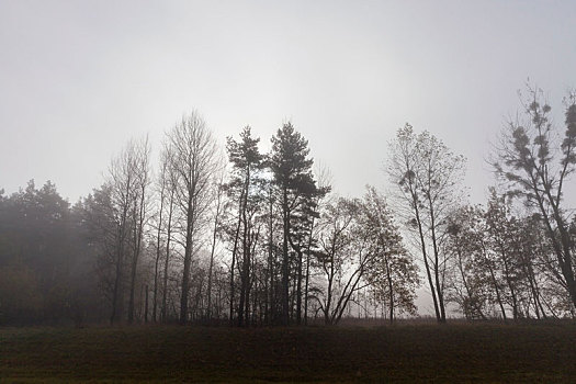 树,雾