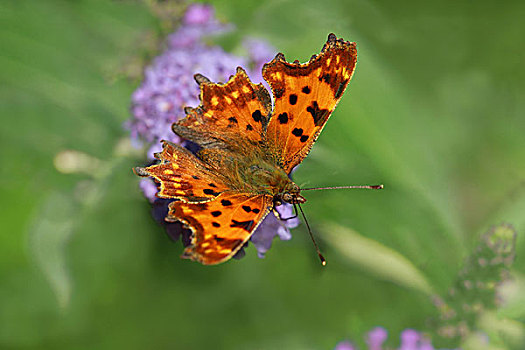 银纹多角蛱蝶,蝴蝶,上巴伐利亚,巴伐利亚,德国,欧洲