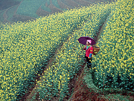 中国,中国人,女人,走,油菜籽,甘蓝型油菜,靠近,乡村