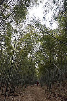 竹林徒步