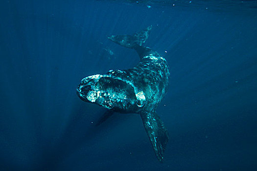 南露脊鲸,幼兽,瓦尔德斯半岛,阿根廷