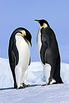 求爱,帝企鹅,雪丘岛,威德尔海,南极