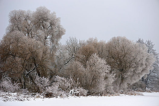 树,白霜,霜,巴伐利亚,德国,欧洲