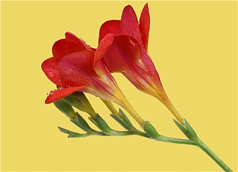 红色,小苍兰属植物,黄色背景