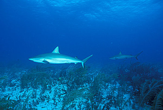 加勒比礁鲨