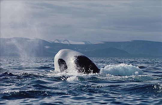 弓头鲸,幼小,晒太阳,水面,巴芬岛,加拿大