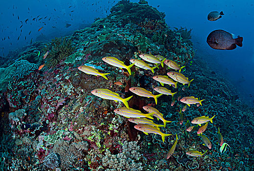 成群,鲷鱼,巴厘岛,印度尼西亚