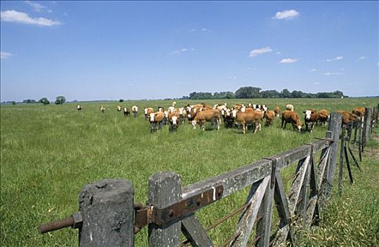 牛,放牧,草场,靠近,布宜诺斯艾利斯,省,阿根廷