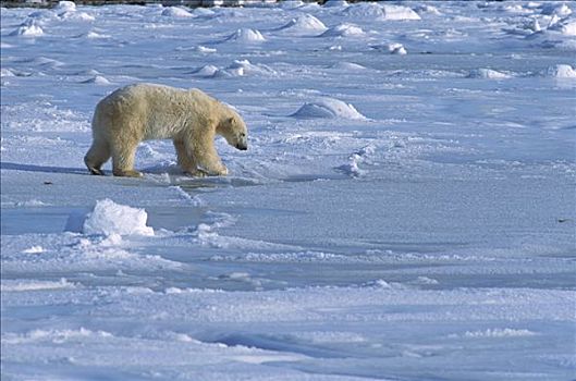 北极熊,海冰,丘吉尔市,曼尼托巴,加拿大