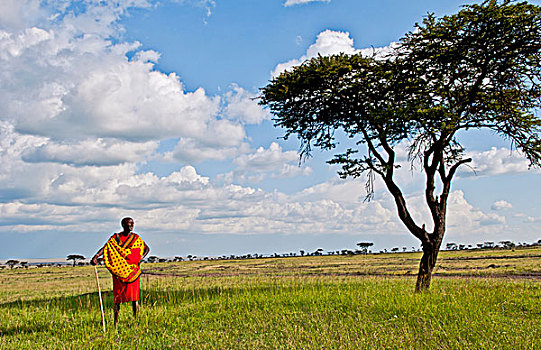 肯尼亚,马赛马拉,自然保护区,孤单,马萨伊勇士,刺槐,云,麦赛-玛拉国家公园