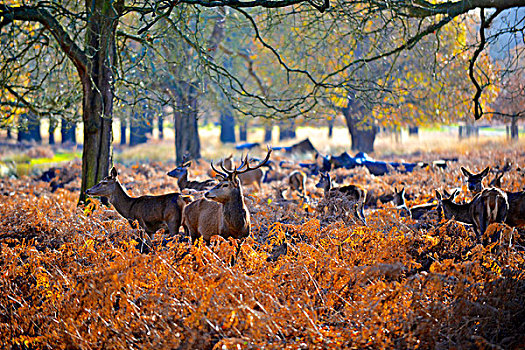 鹿,赤鹿,牡鹿,公鹿,里士满,公园,伦敦,英国,一个,哺乳动物,魅力,自然保护区,柔和,冬天,繁盛,草地,木头,大幅,尺寸